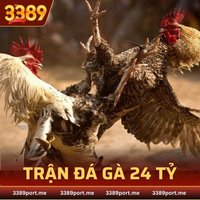 trận đá gà 24 tỷ